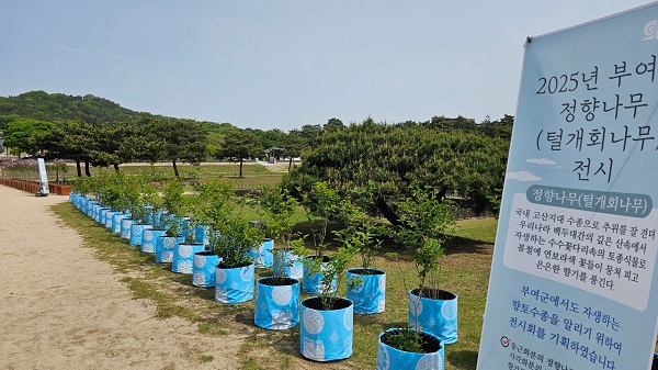 3.정향나무 전시회 (2).jpg
