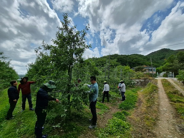 6.대술면 직원 사과 적과 작업 모습2.jpg