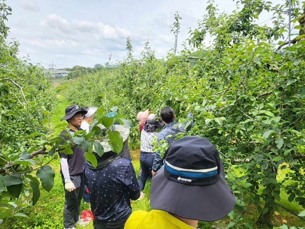 3.축산과 직원 사과 적과 작업 모습.jpg