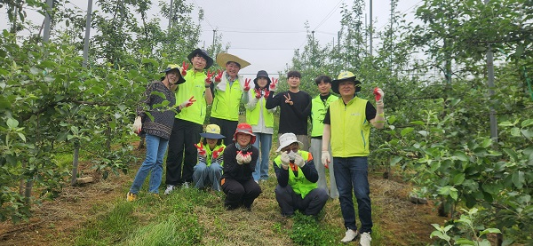 4.건축과 직원 사과 적과 작업 모습.jpg